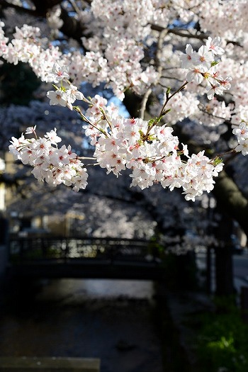 京都木屋町高瀬川の桜